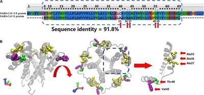 Computational Study of the Ion and Water Permeation and Transport Mechanisms of the SARS-CoV-2 Pentameric E Protein Channel